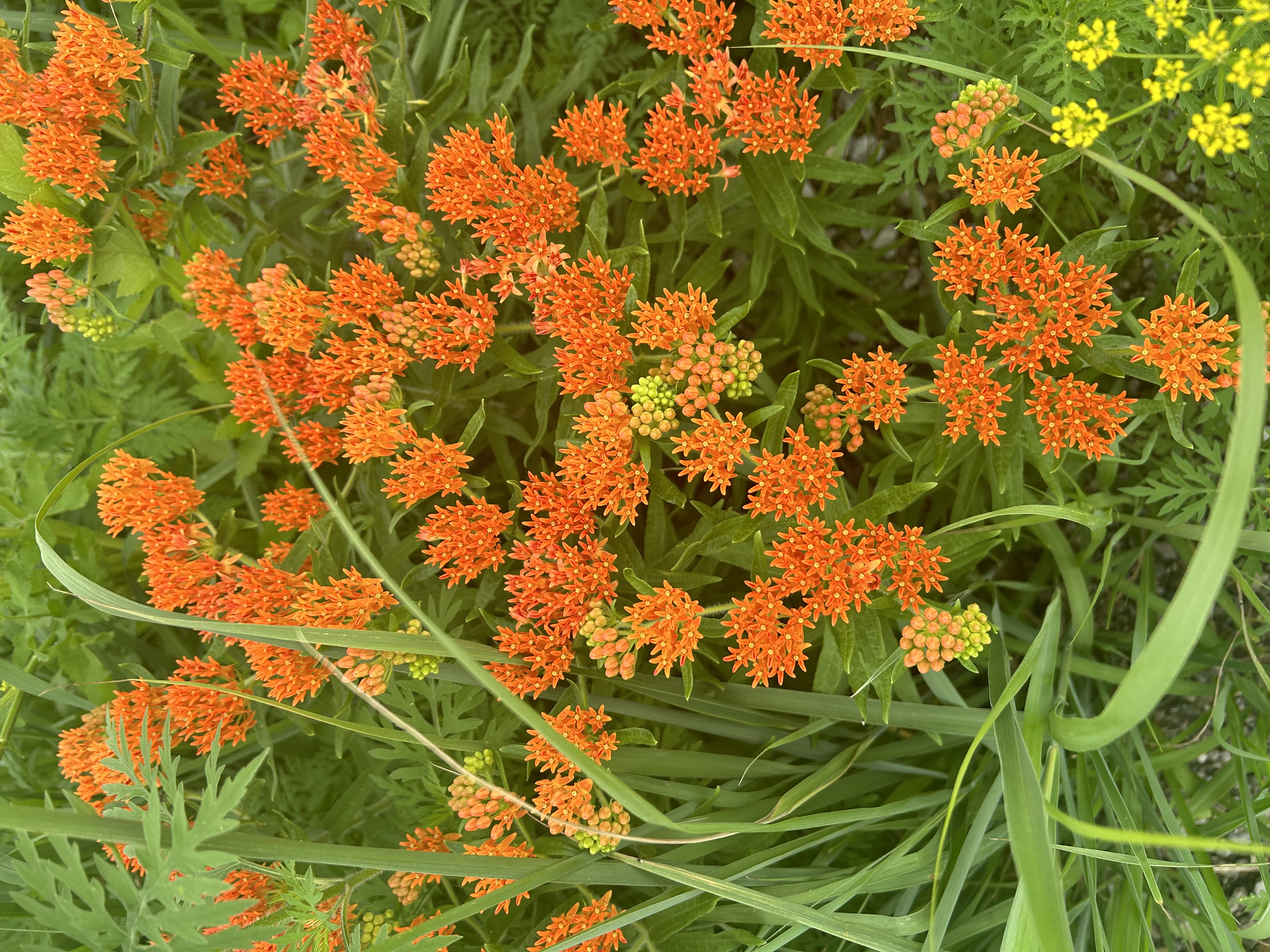 orange wild flowers