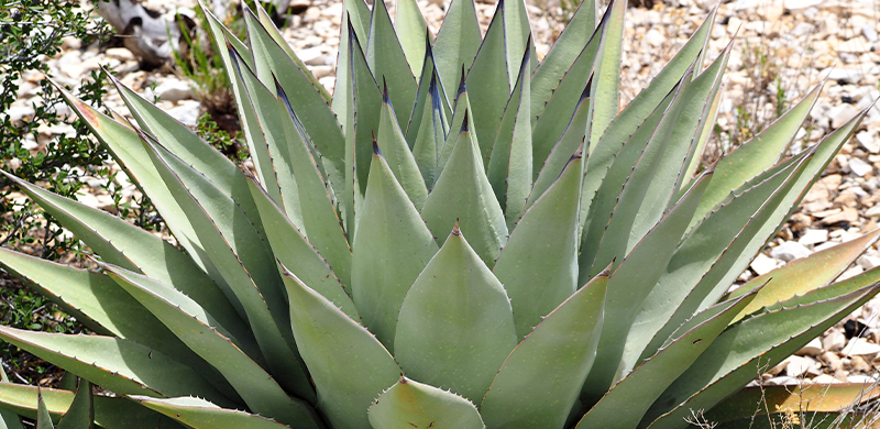 Agave plant