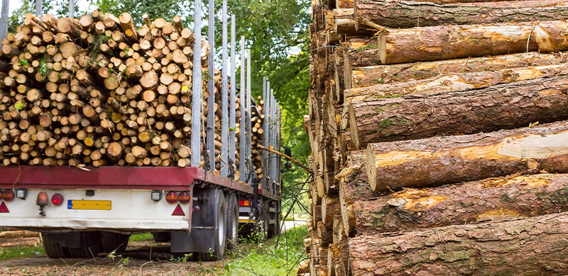 Trucks with logs on their way to a pulp mill