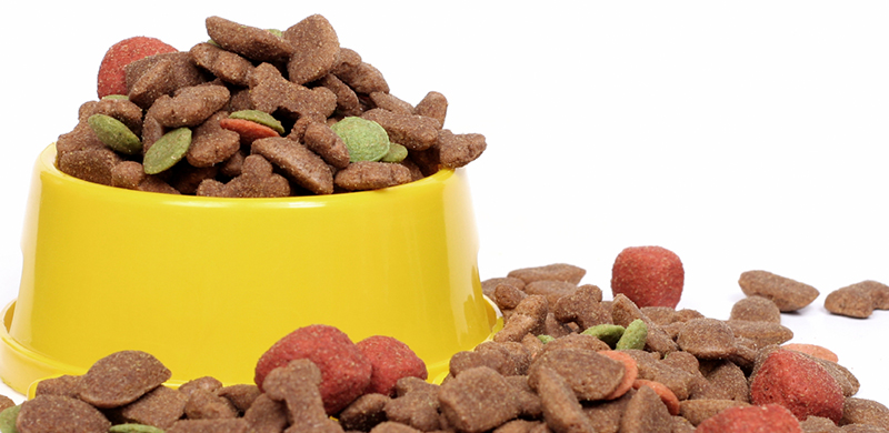 Bowl of animal kibble