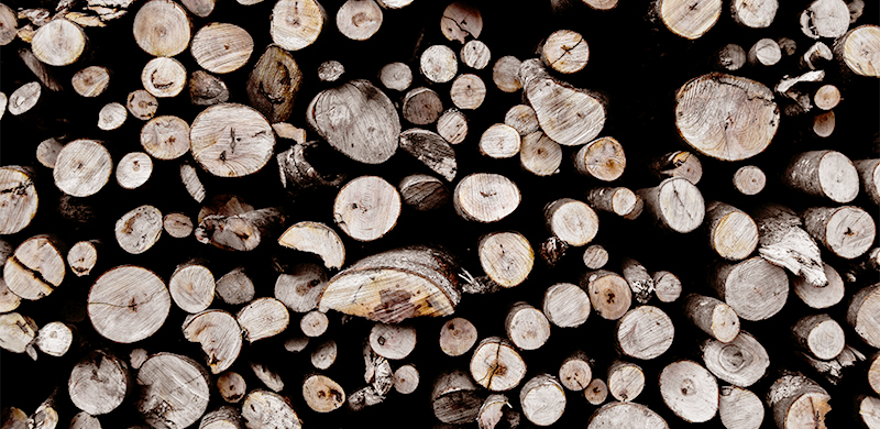 Pile of wood logs preparing to enter the pulping process