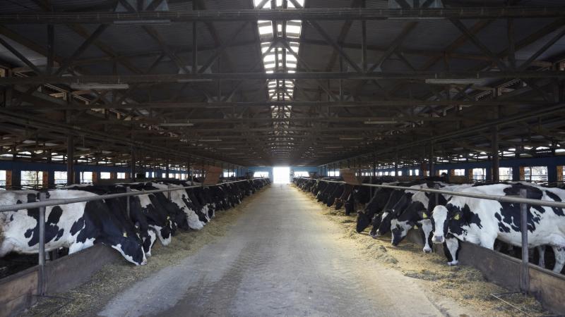 image of a dairy livestock being fed