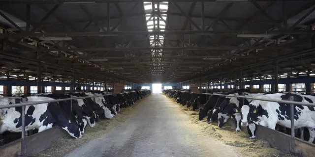image of a dairy livestock being fed 