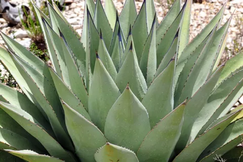 Agave Plant 