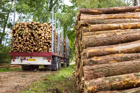 A stack of tree trunks being hauled away in a semi truck